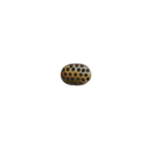 SETACCIO OTTONE